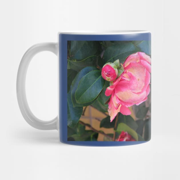 Camellia coming into bloom by FriendlyComputerHelp